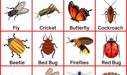 insects-name