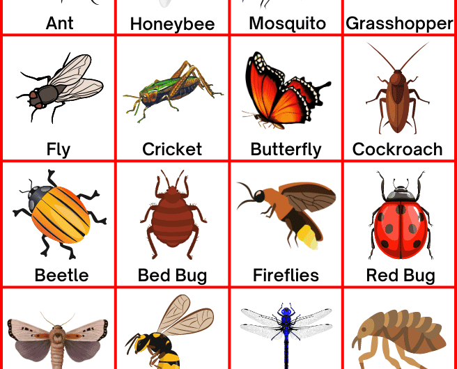100+ Insects Name in English with Pictures