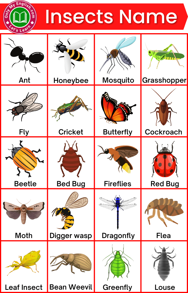 100+ List of all Insects Name in English with Pictures