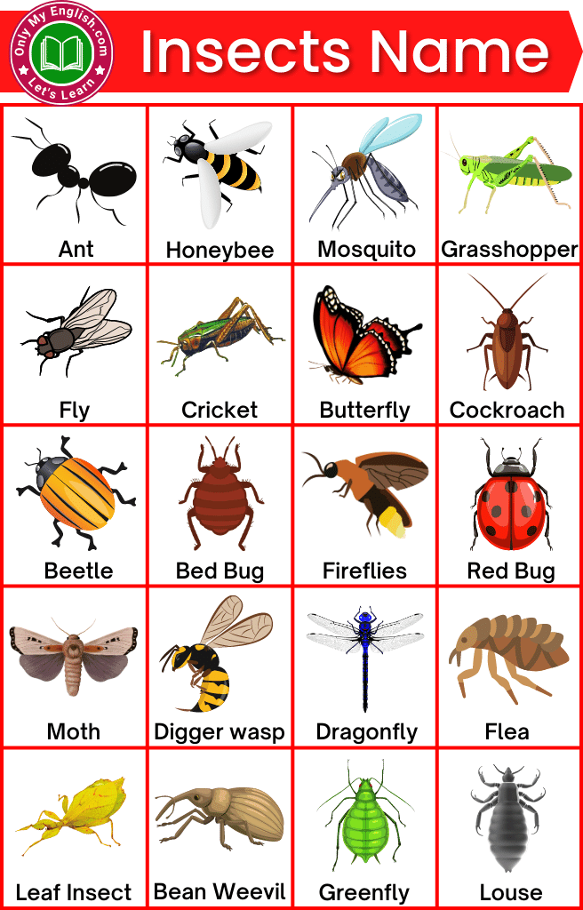 insects chart