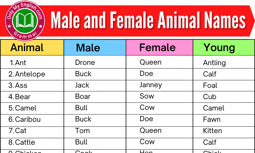 Male and Female Animal Names List » OnlyMyEnglish