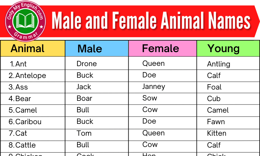 Male And Female Animal Names List Onlymyenglish