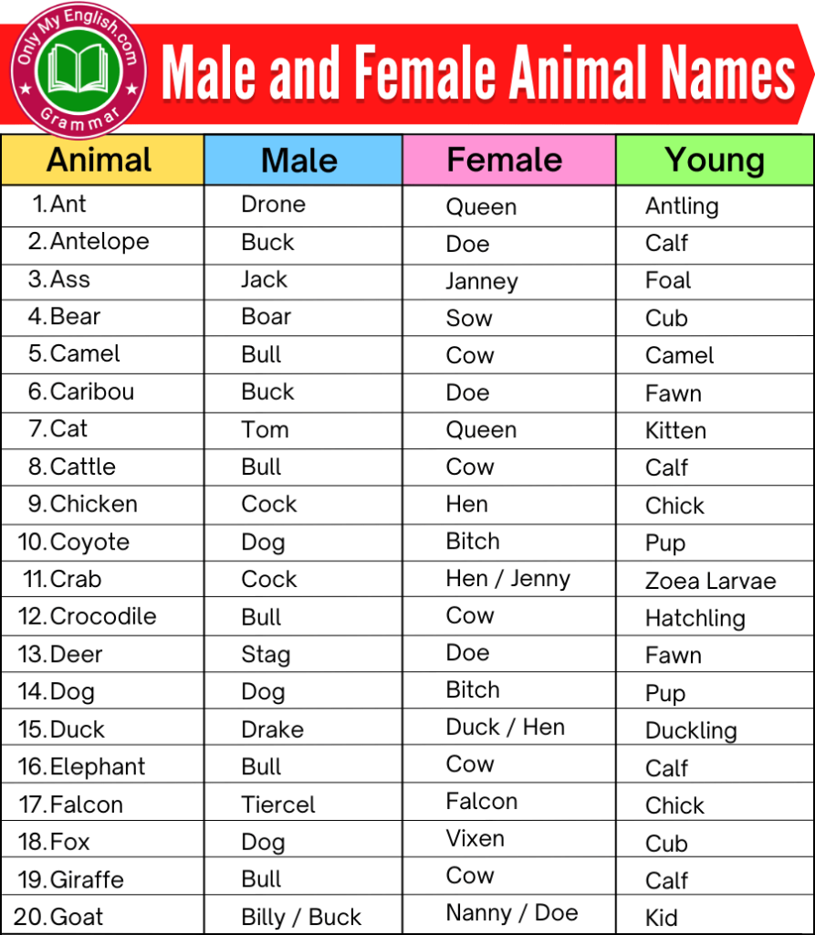 male and female animals names list