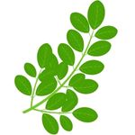 moringa oleifera