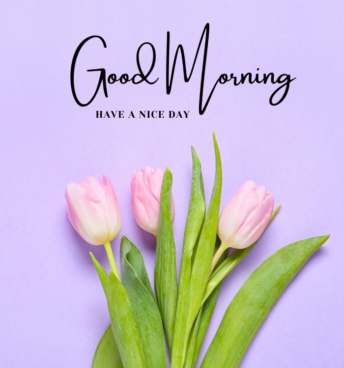 morning image (2)