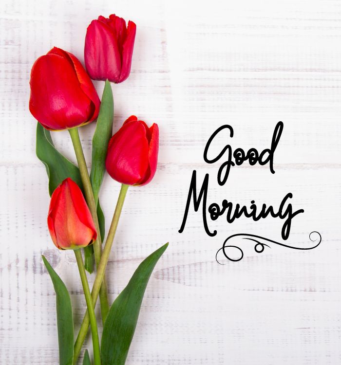 morning morning