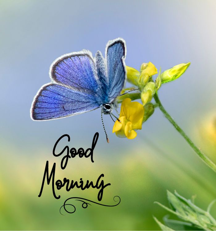 morning photo