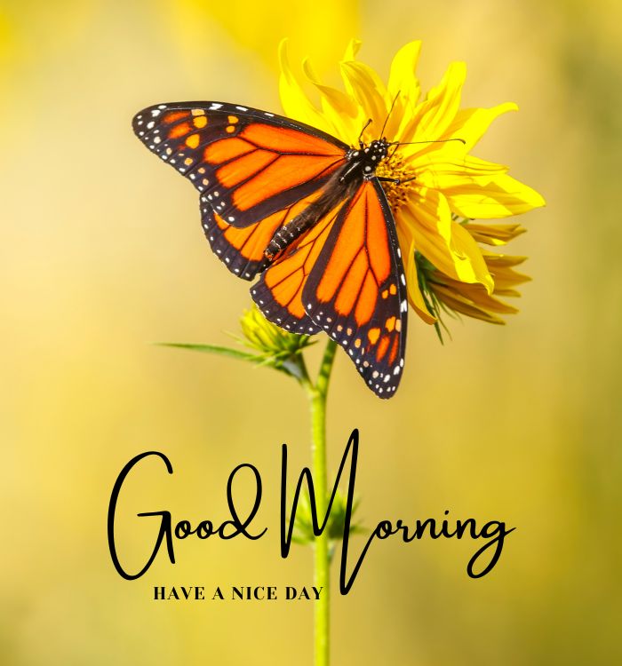 morning pic