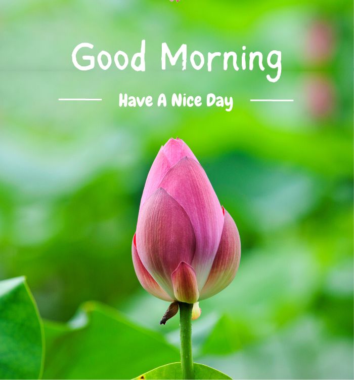 morning wallpaper