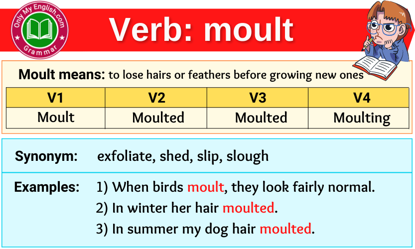 moult verb forms v1 v2 v3 past tense and past participle-min