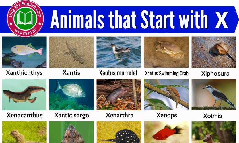 20+ Animals that Start with X | Animals beginning with X » OnlyMyEnglish