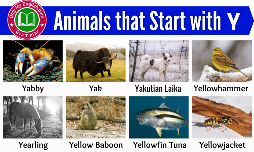 30+ Animals that Start with Y | Animals beginning with Y