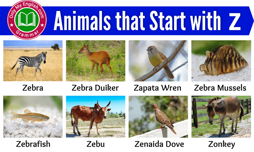15+ Animals that Start with Z | Animals beginning with Z » OnlyMyEnglish