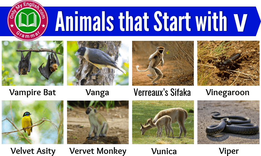 24+ Animals that Start with V | Animals beginning with V » OnlyMyEnglish