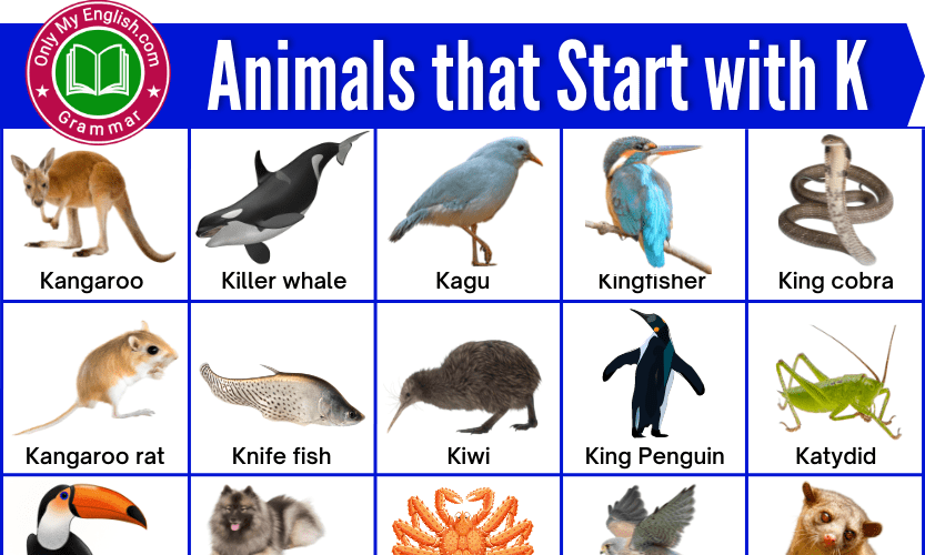 50+ Animals that Start with K | Animals beginning with K » OnlyMyEnglish