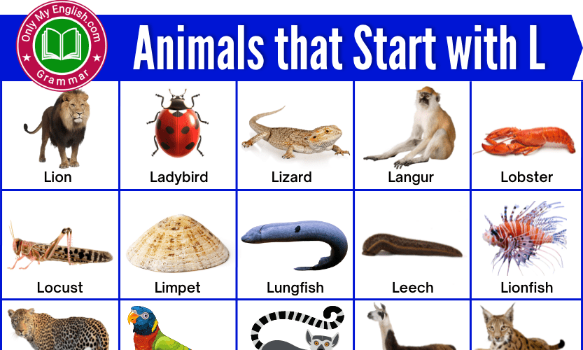 60+ Animals that Start with L | Animals beginning with L » OnlyMyEnglish