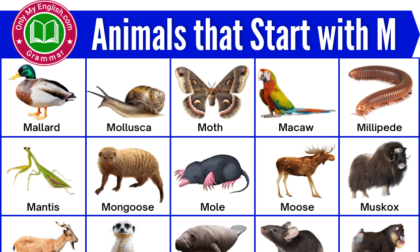 130+ Animals that Start with M | Animals beginning with M