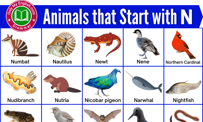 Animals Starting Letter N