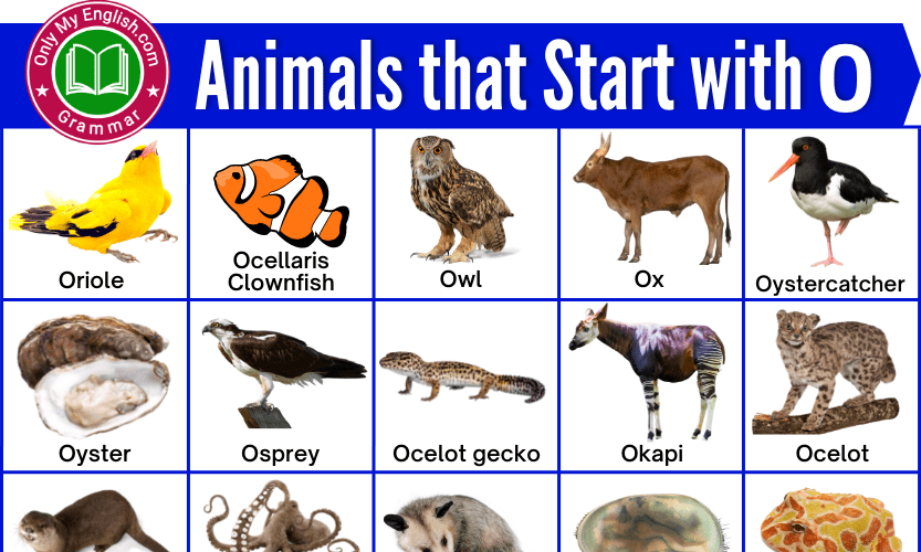 Top 131+ Animals that start with each letter of the alphabet ...