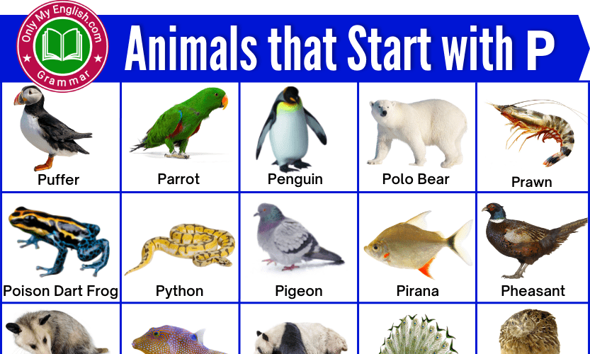 140+ Animals that Start with P | Animals beginning with P » OnlyMyEnglish