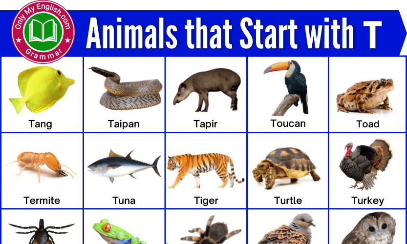 animals that start with the letter y