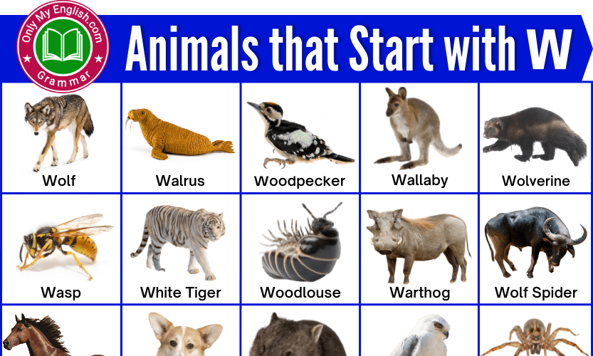 79+ Animals that Start with W | Animals beginning with W » OnlyMyEnglish
