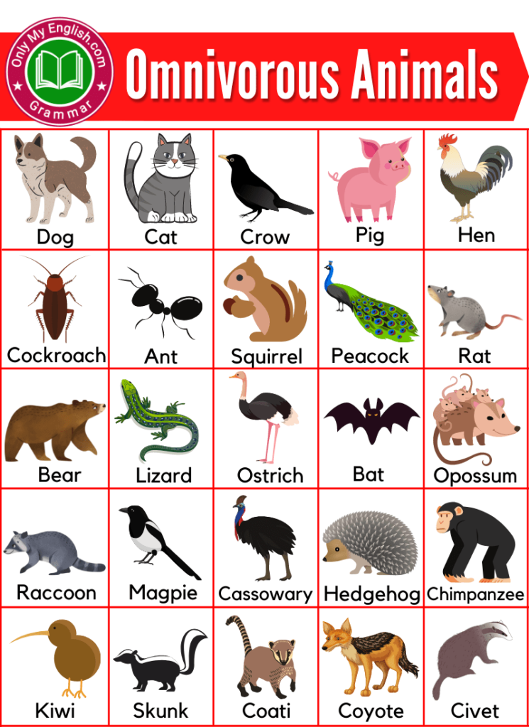 omnivorous animals name list