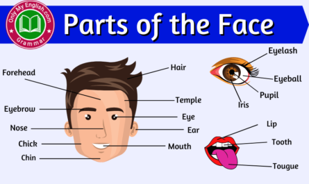 face parts name in english