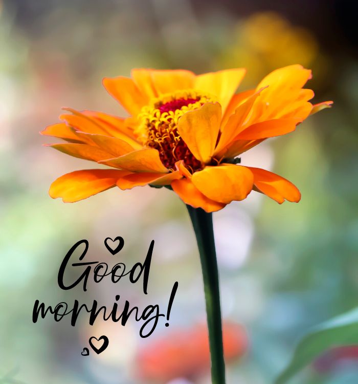 picture of good morning