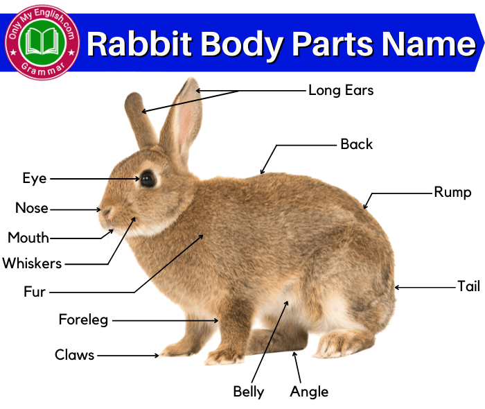rabbit body parts name
