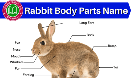 rabbit body parts name