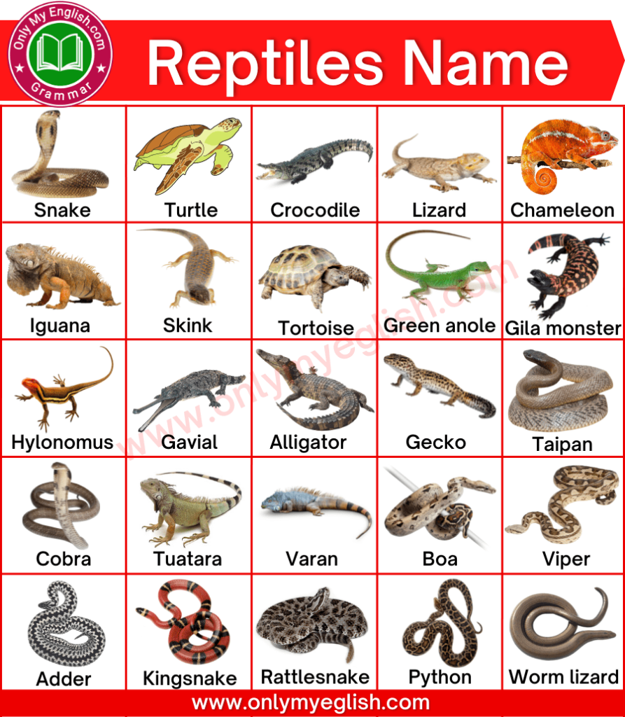 reptiles names