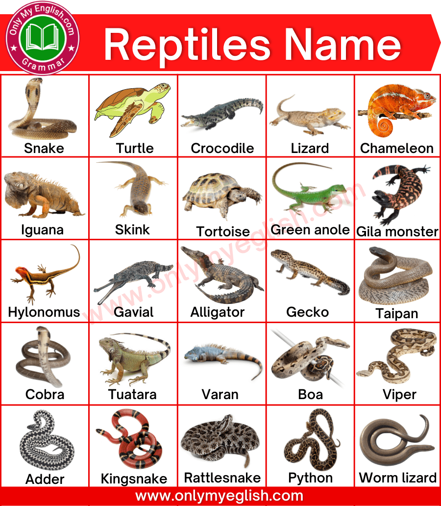 Reptiles Animals Name List with Pictures » OnlyMyEnglish