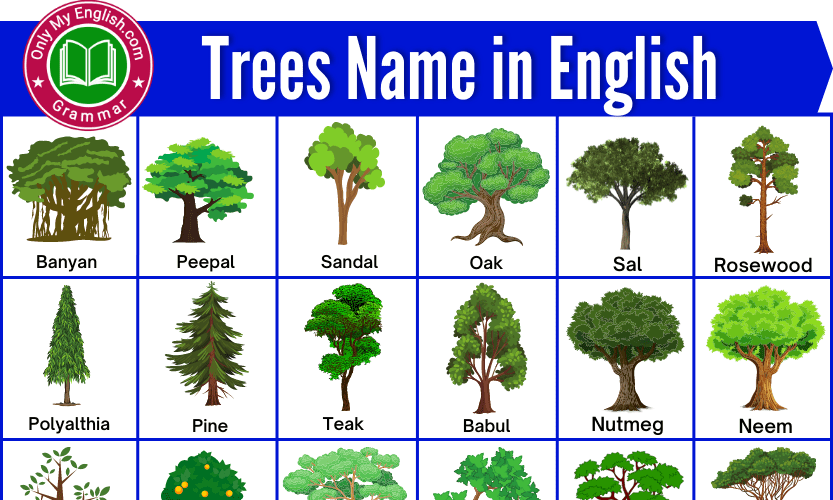 50+ Different Types of Trees Name in English » OnlyMyEnglish