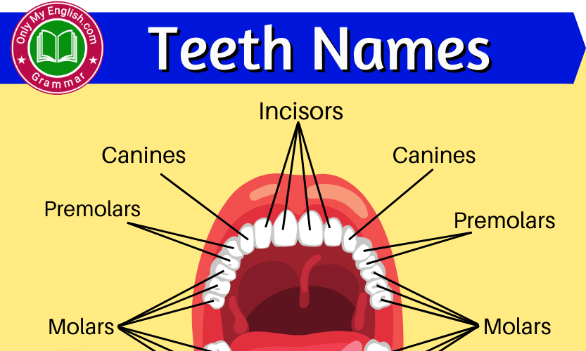 Human all Teeth Names in English with Pictures » Onlymyenglish.com