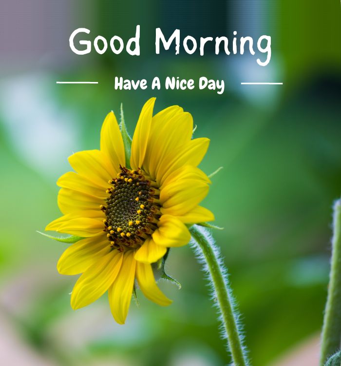unique good morning images