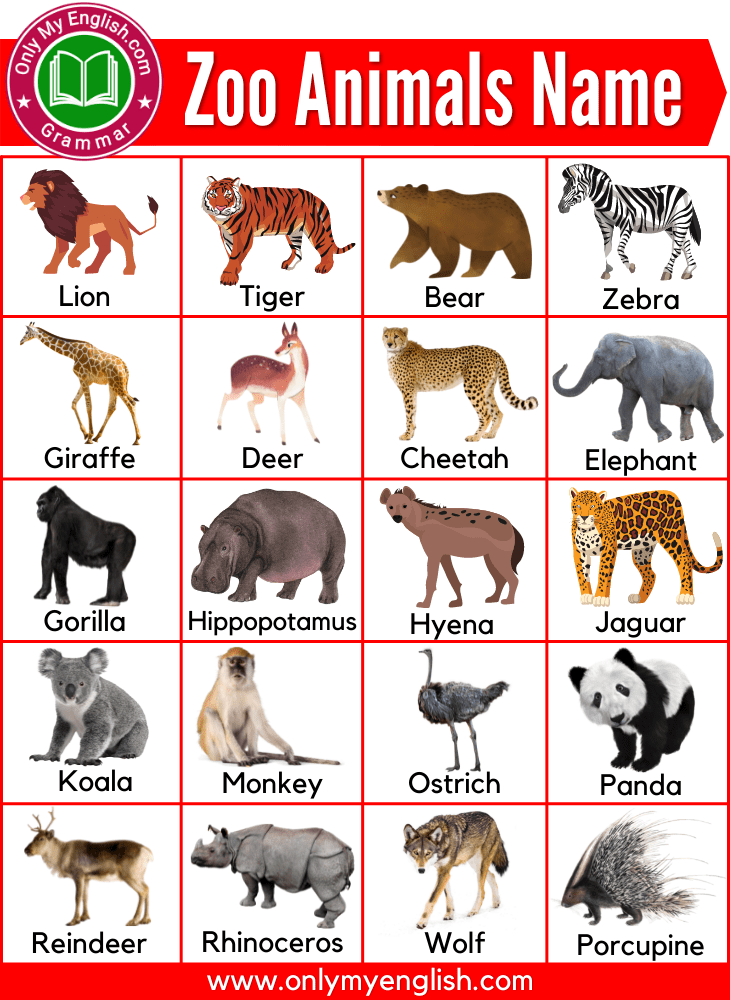 zoo animals name